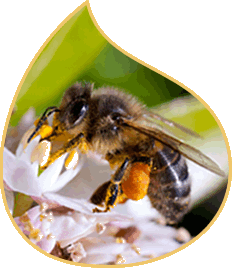 Une abeille butinant une fleur
