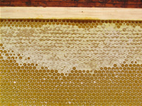 Un cadre rempli de miel