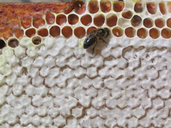 Alvéoles remplis de miel