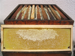 Un cadre de miel