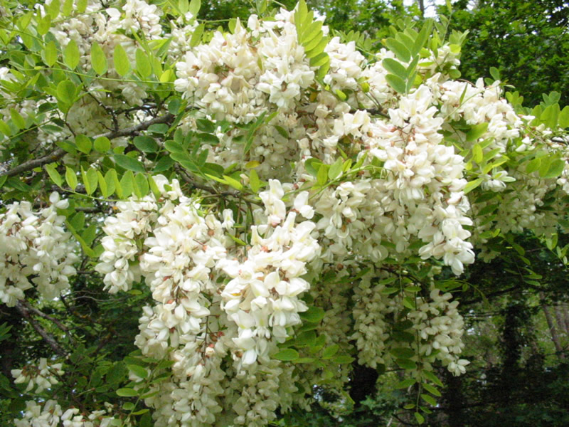 Fleurs d'acacia