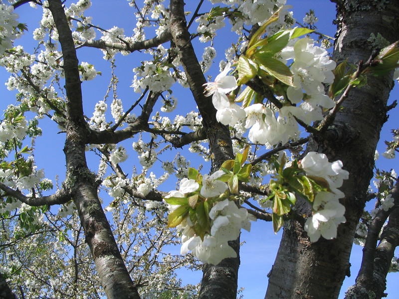 Floraison au printemps