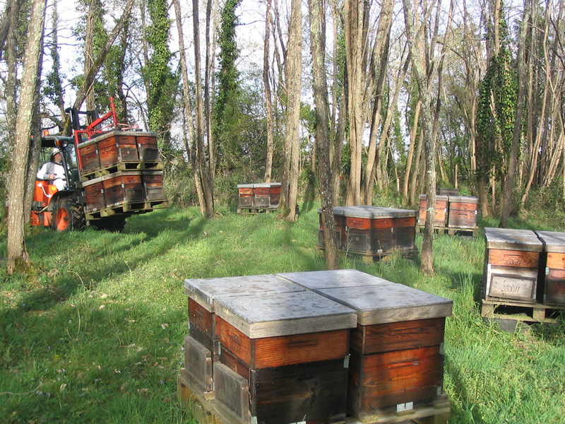 Transhumance sur palettes