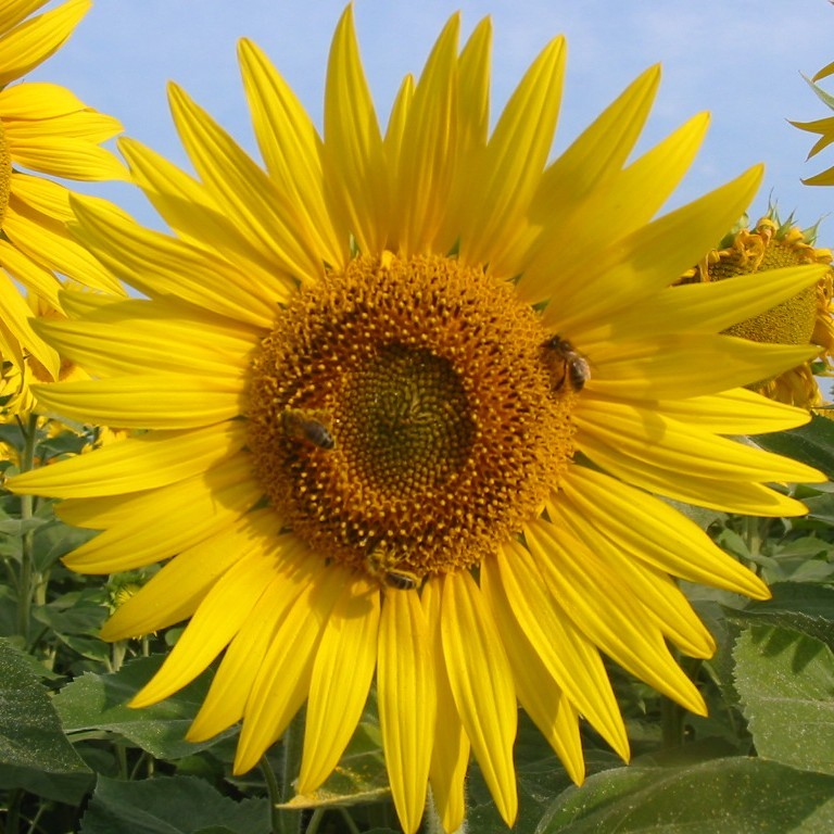 Fleur de tournesol