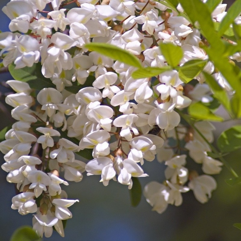 Fleur d'acacia