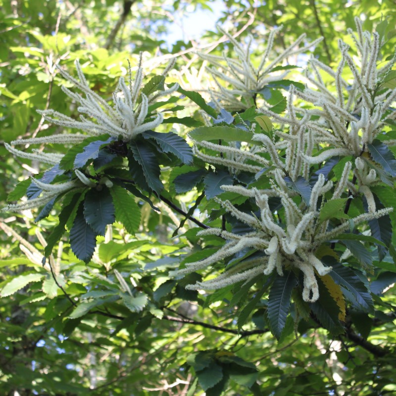 Fleur de châtaignier