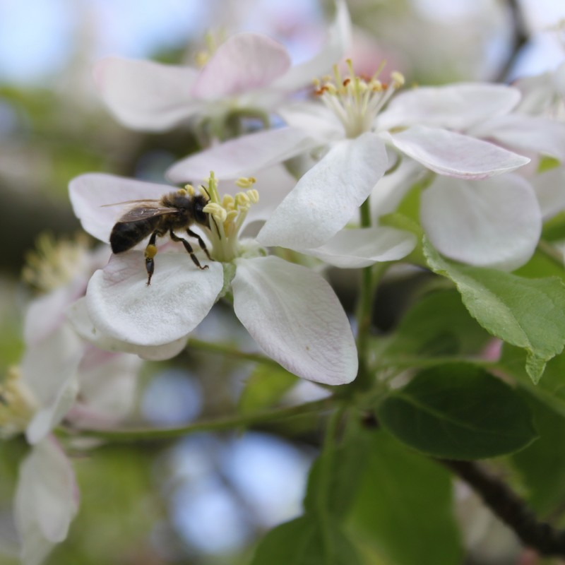 Fleur arbre fruitier